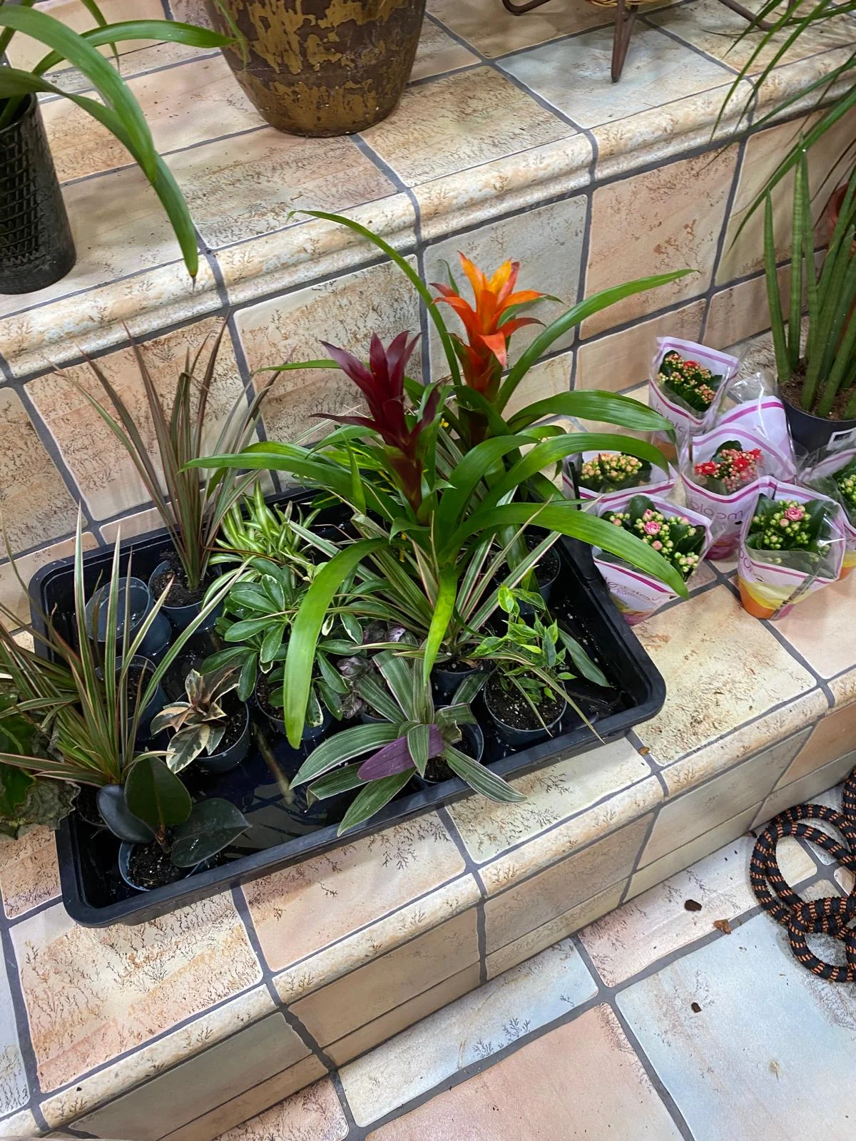Selección de plantas en Rioja Jardín