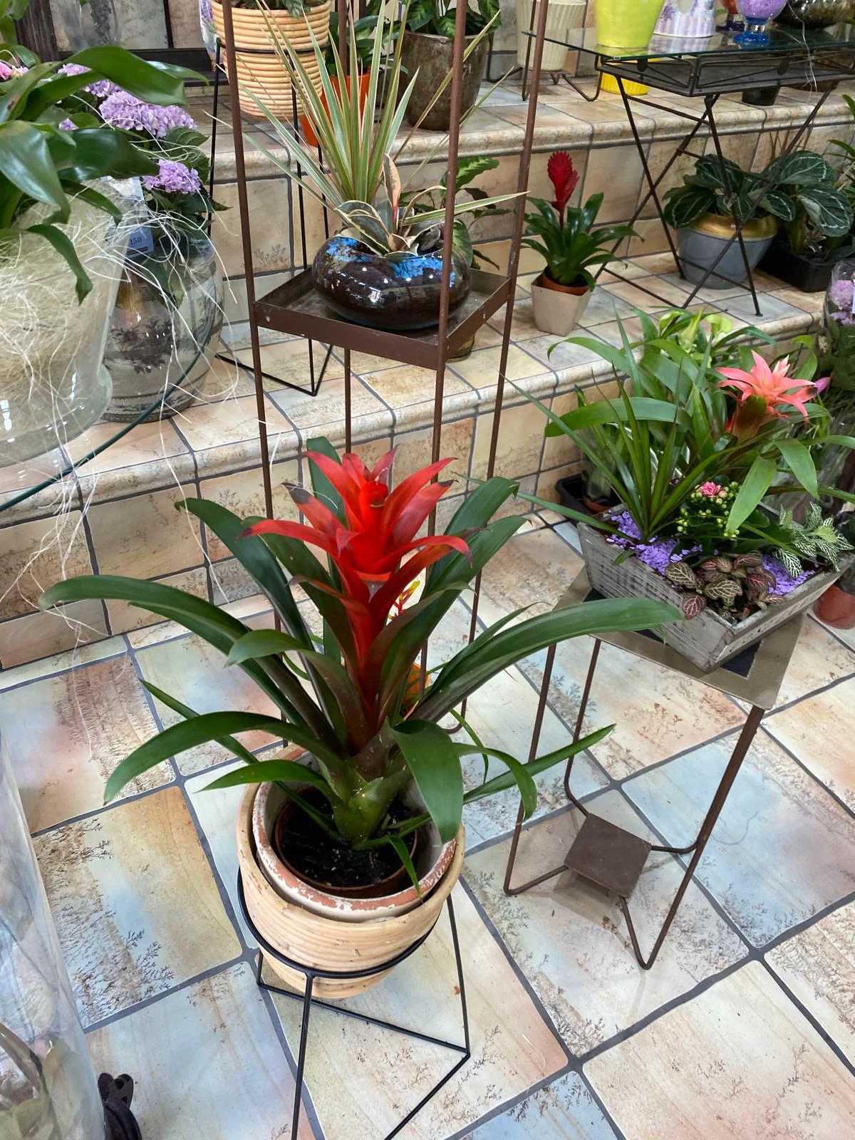 Bromelia en Rioja Jardín