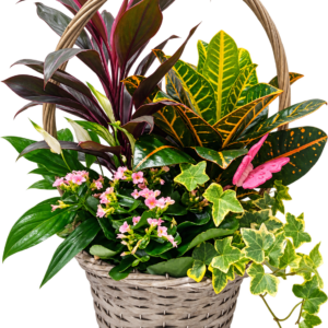 Cesta de plantas tropicales