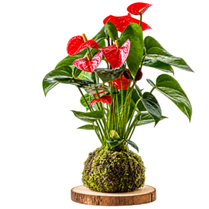 Anturio en kokedama