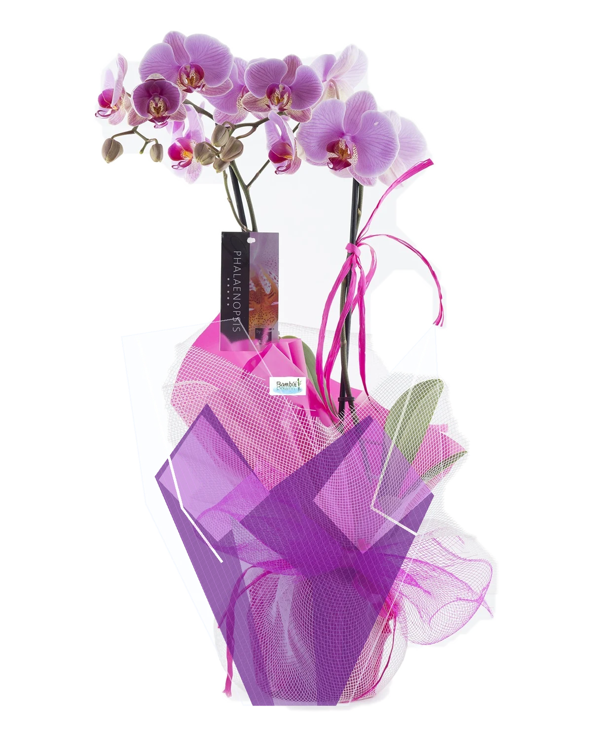 Orquídea lila