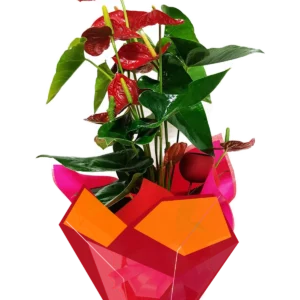 Anturio rojo